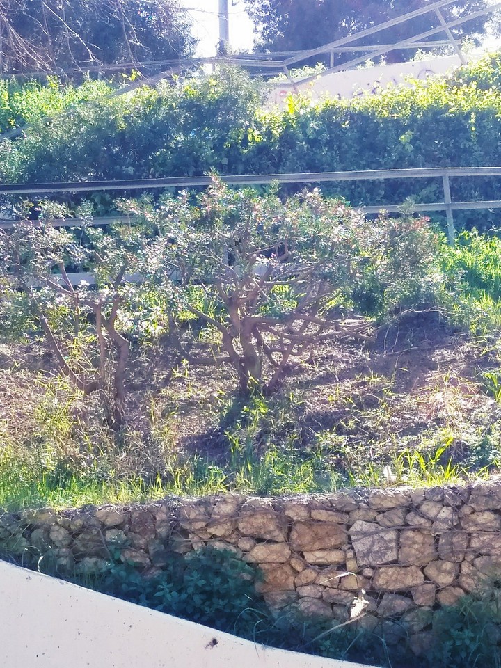 Small Trees on manjuitc