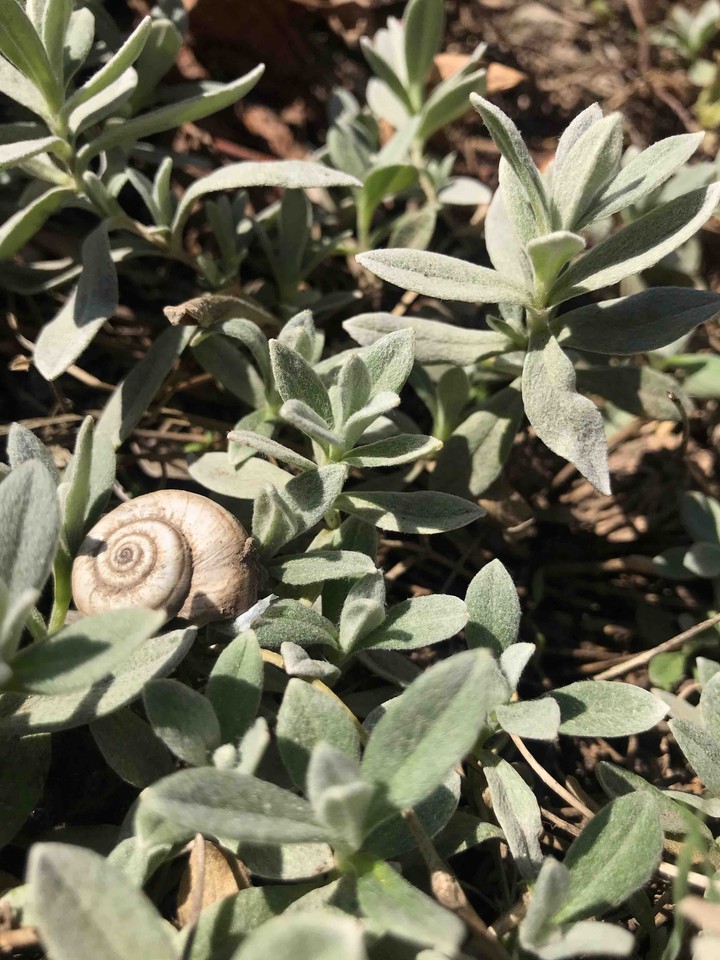 snail