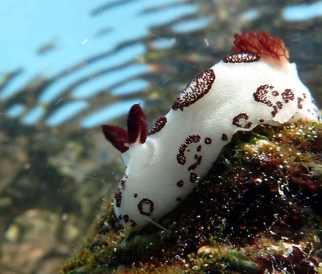 sea ​​rabbit❤❤❤