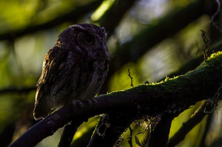 Owl