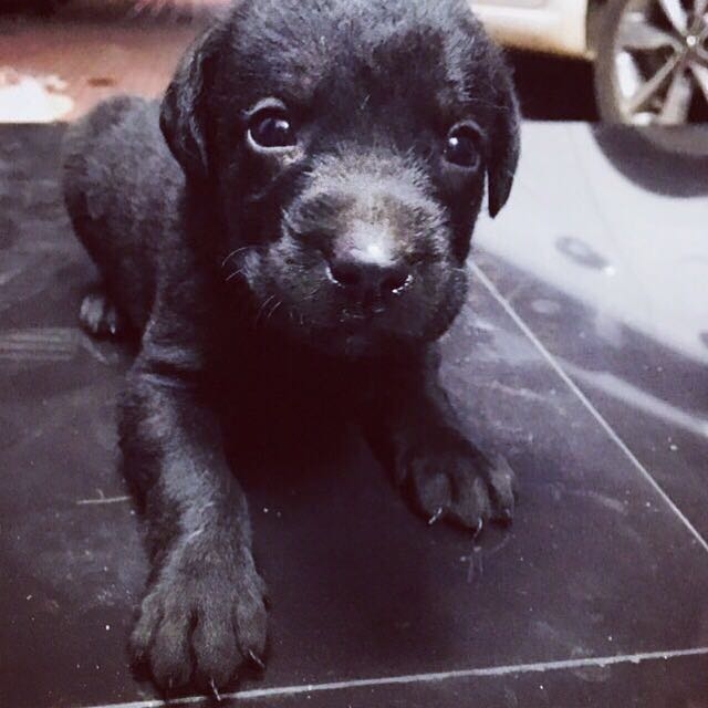 Labrador retriever