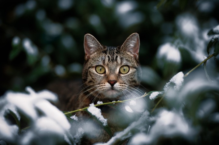 Cat Look