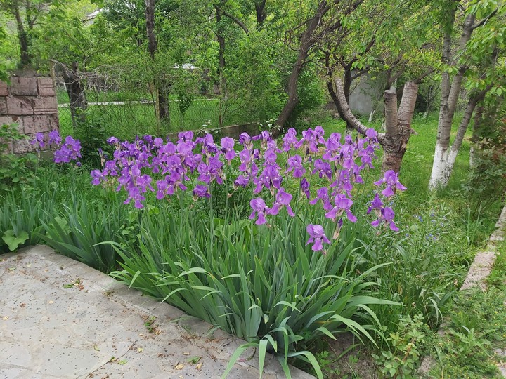 flowers