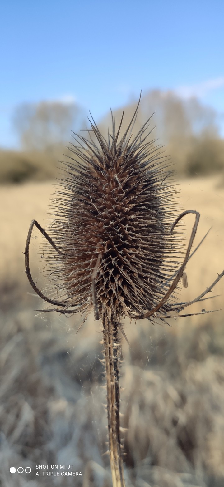 Thorn