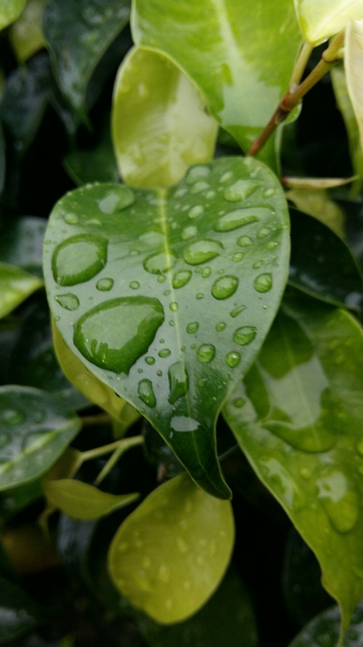 Raindrops