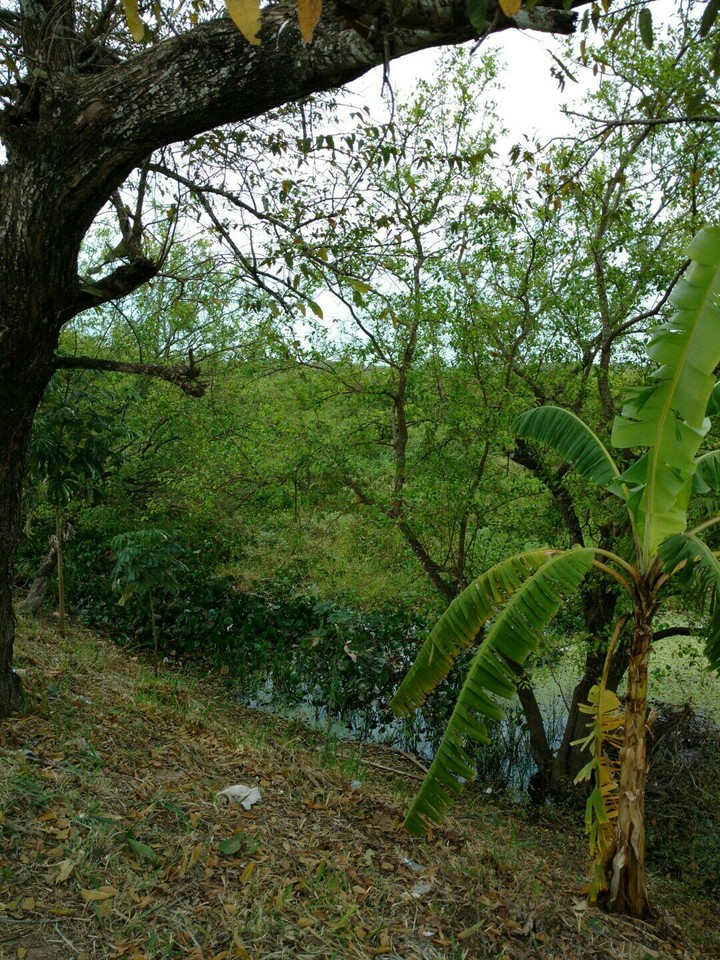 Brazil road 1