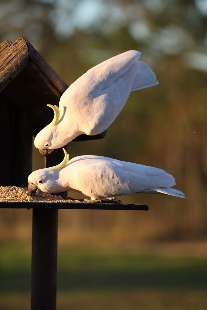 white birds