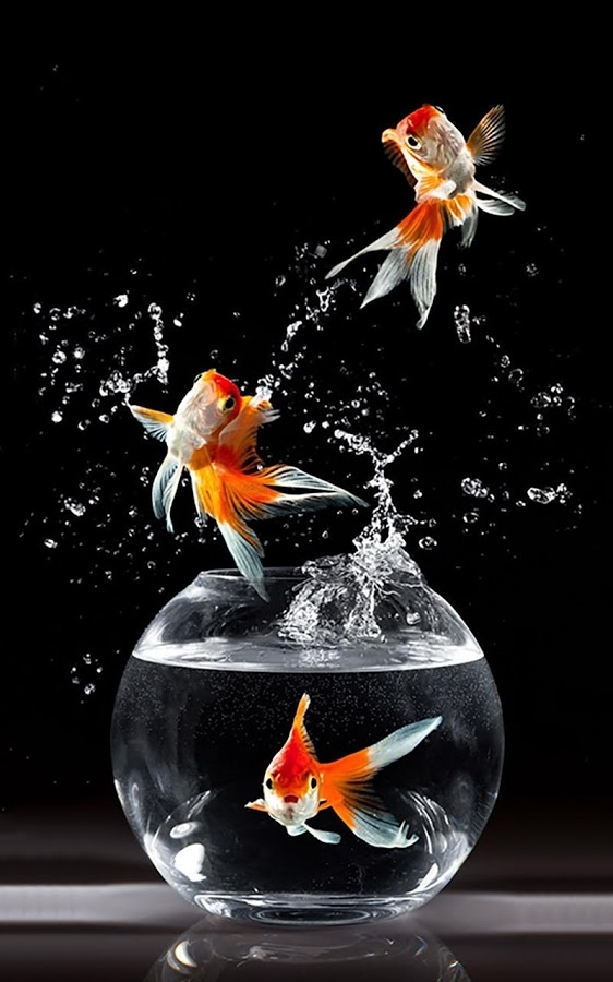 fish dance