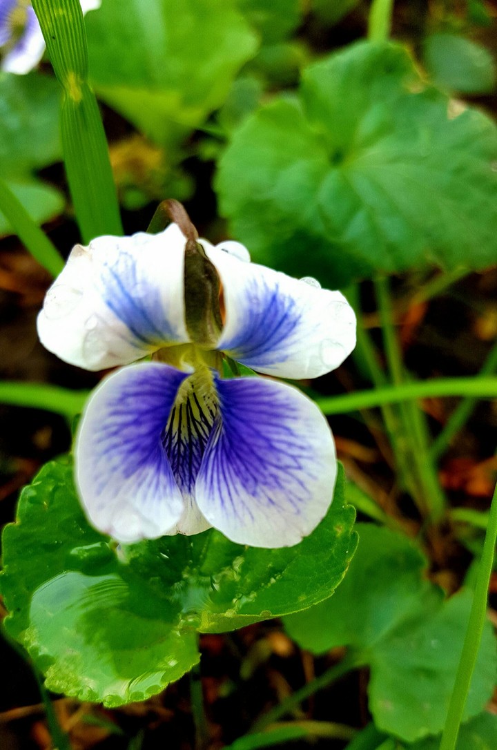 whiteviolet