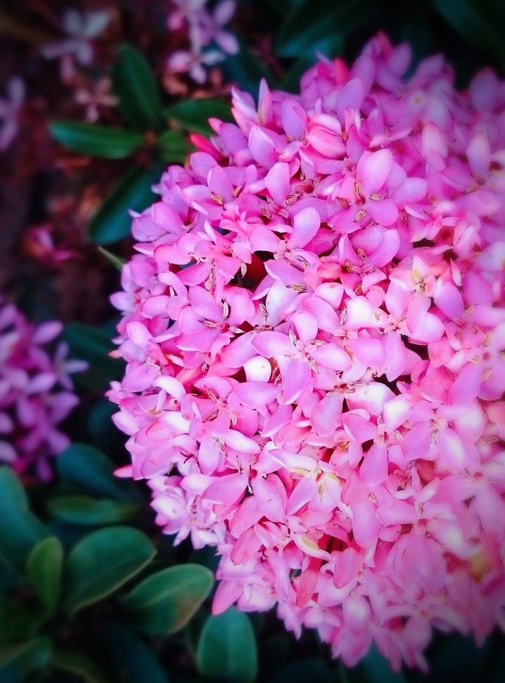 flower