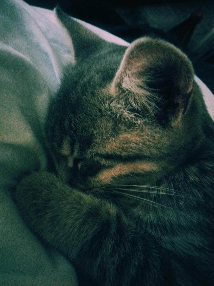Caaaaty