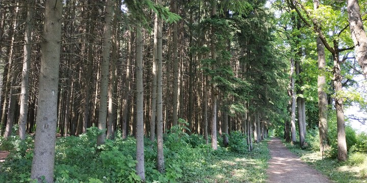Елочки в Ясной Полянн