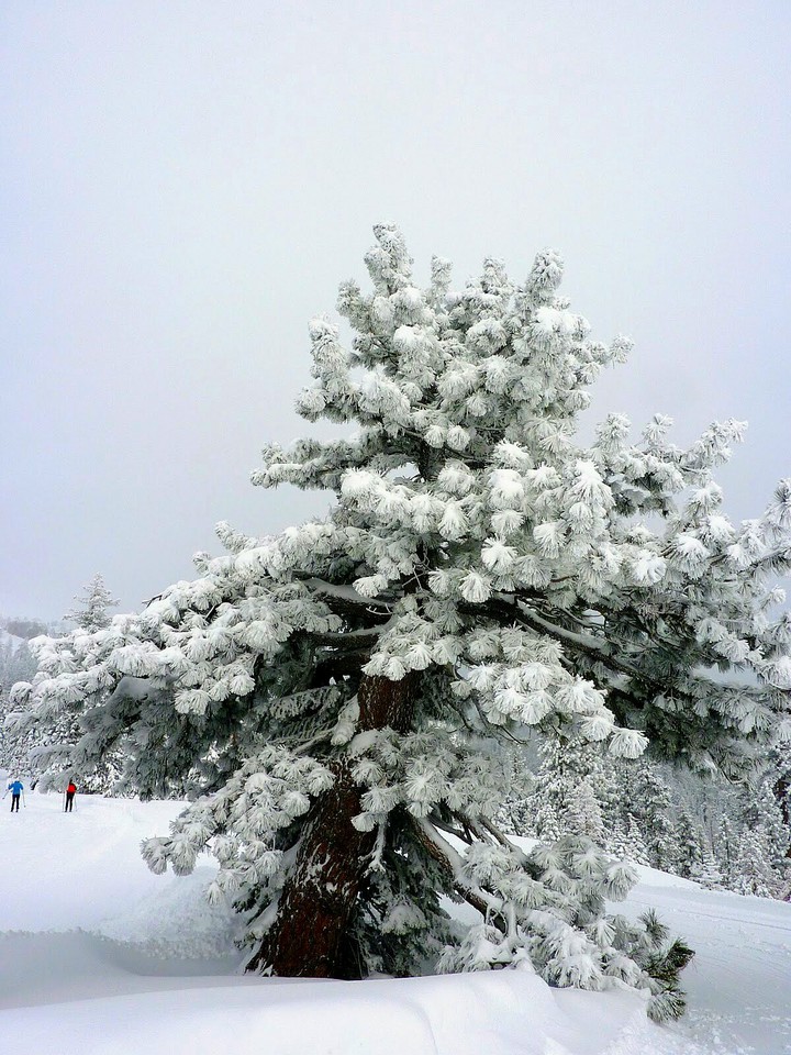 WINTRY LANDSCAPE