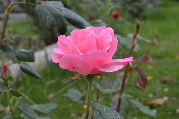 Pink Rose 3