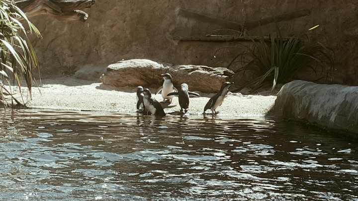 penguin that are in natural habitat on an island off nz....