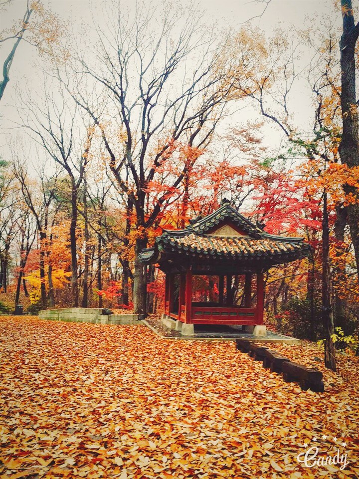 korea fall