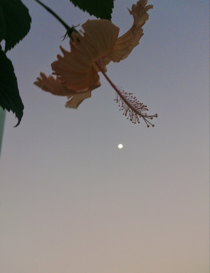 moon ND flower 