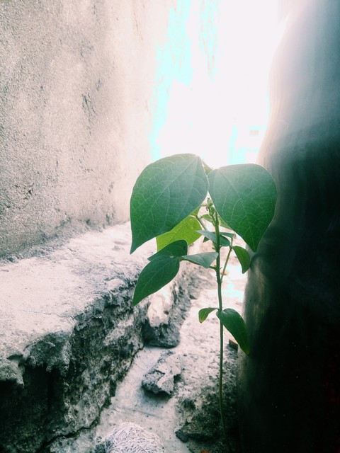 green life unexpected