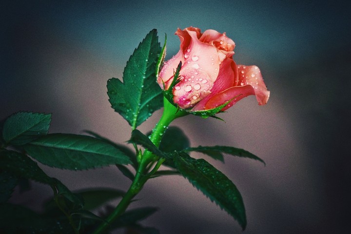 rose