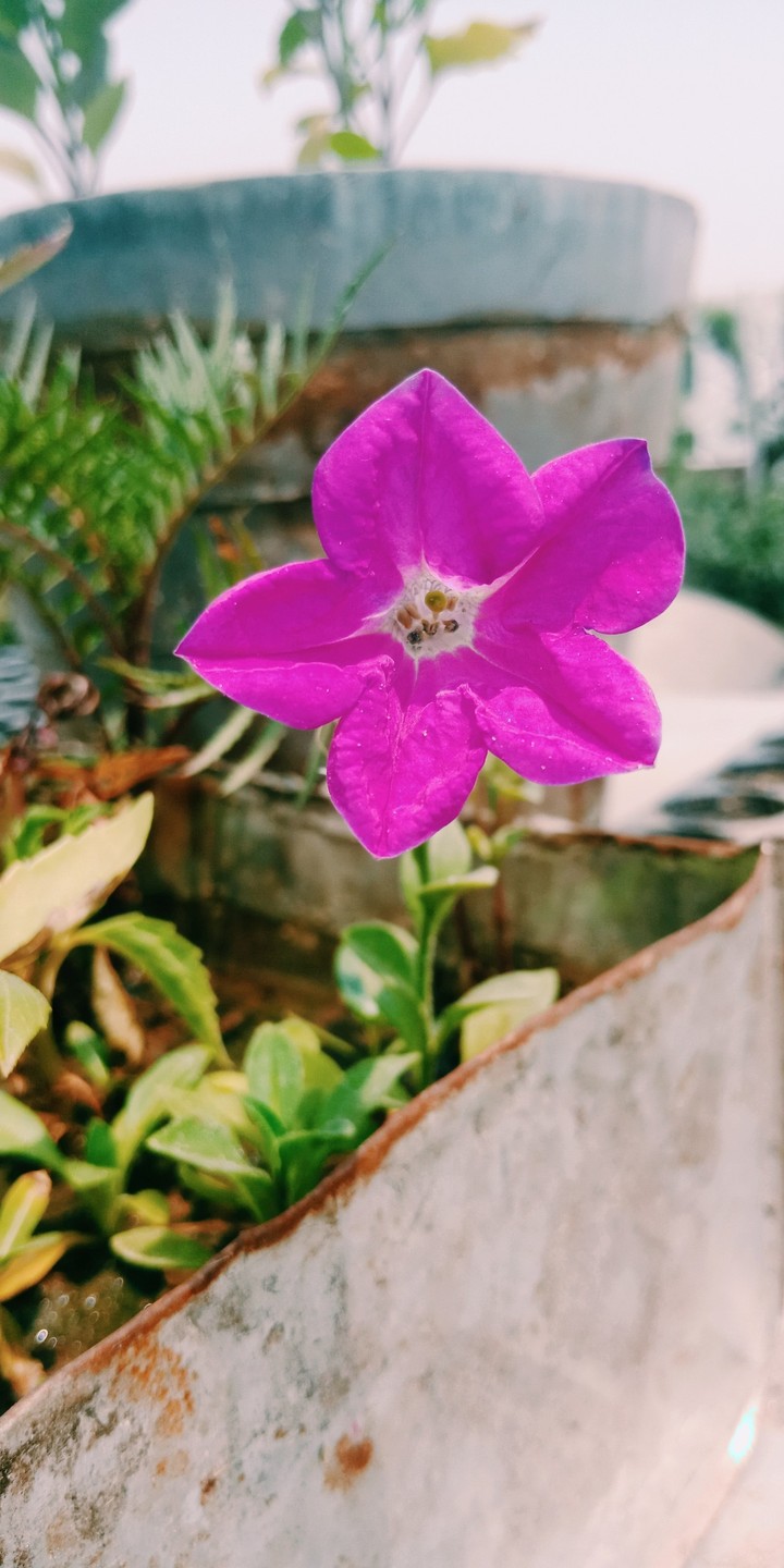 Flower
