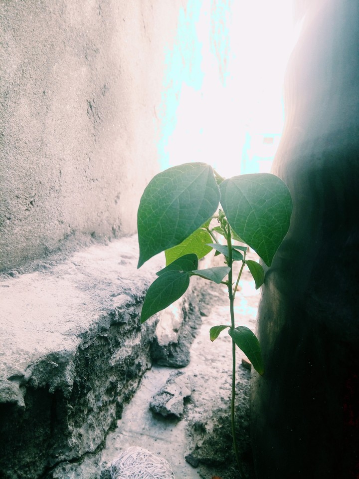 green life unexpected