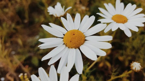 fondos de pantalla lato, wildflower