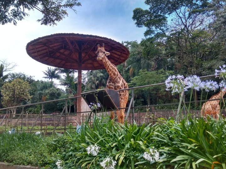 zoológico