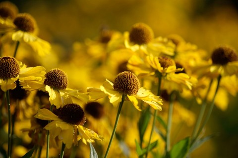 Sunflowers !!!