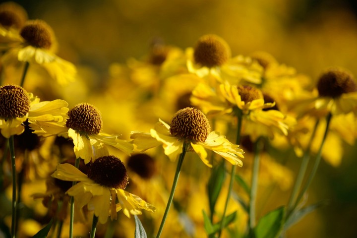 Sunflowers !!!