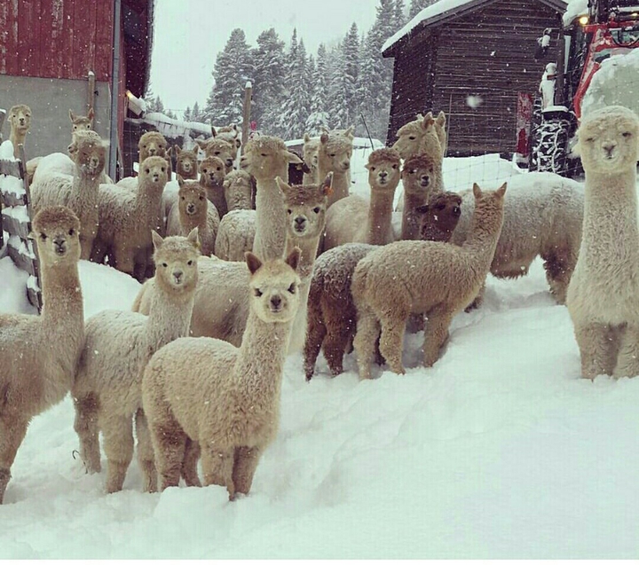 snowy