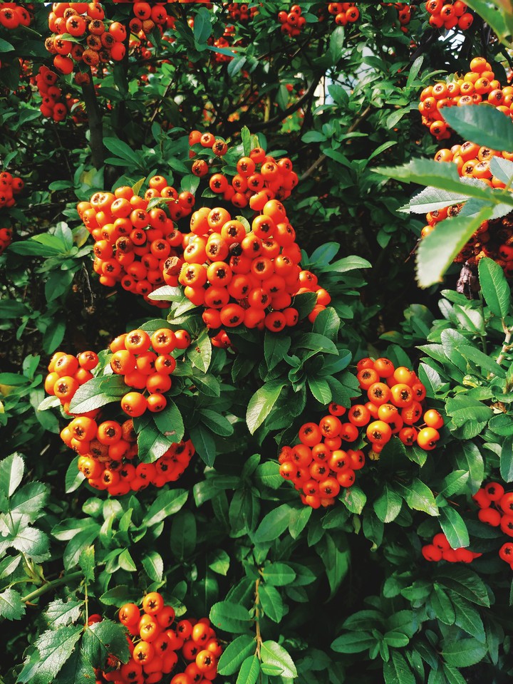 Pyracantha