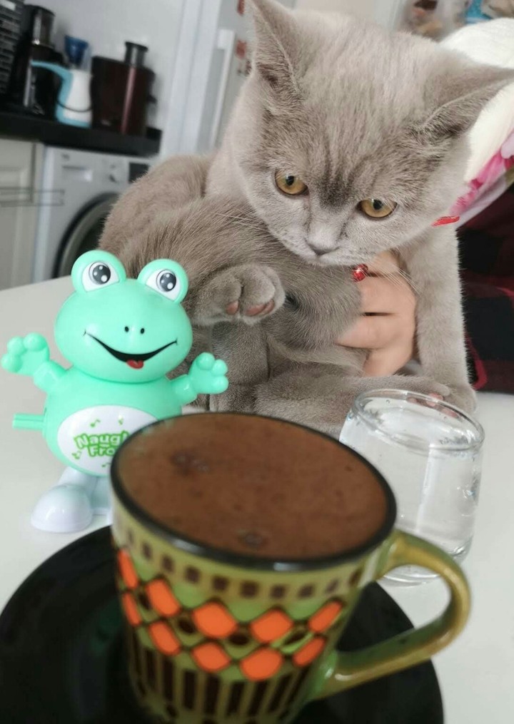 cat peyitoo