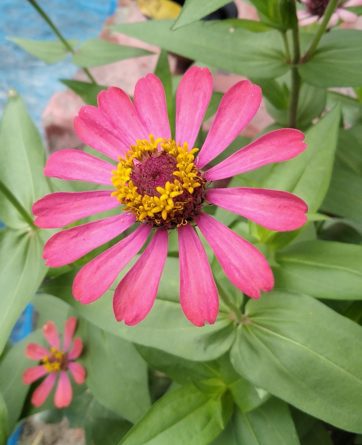 The beauty of flower