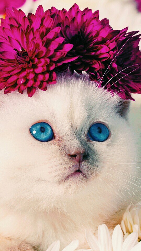 Flower cat