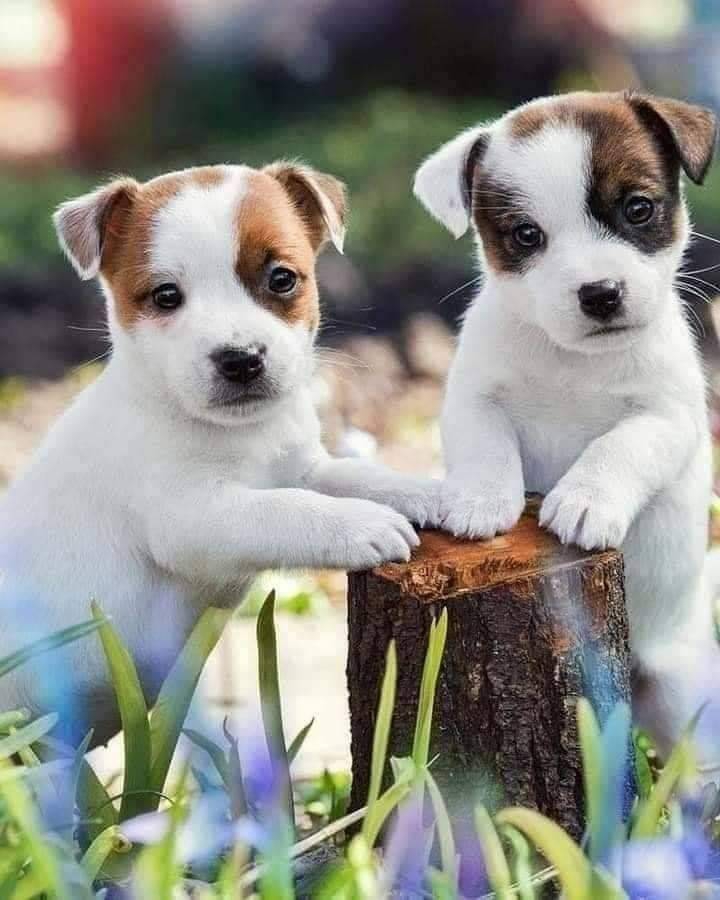 2 friends