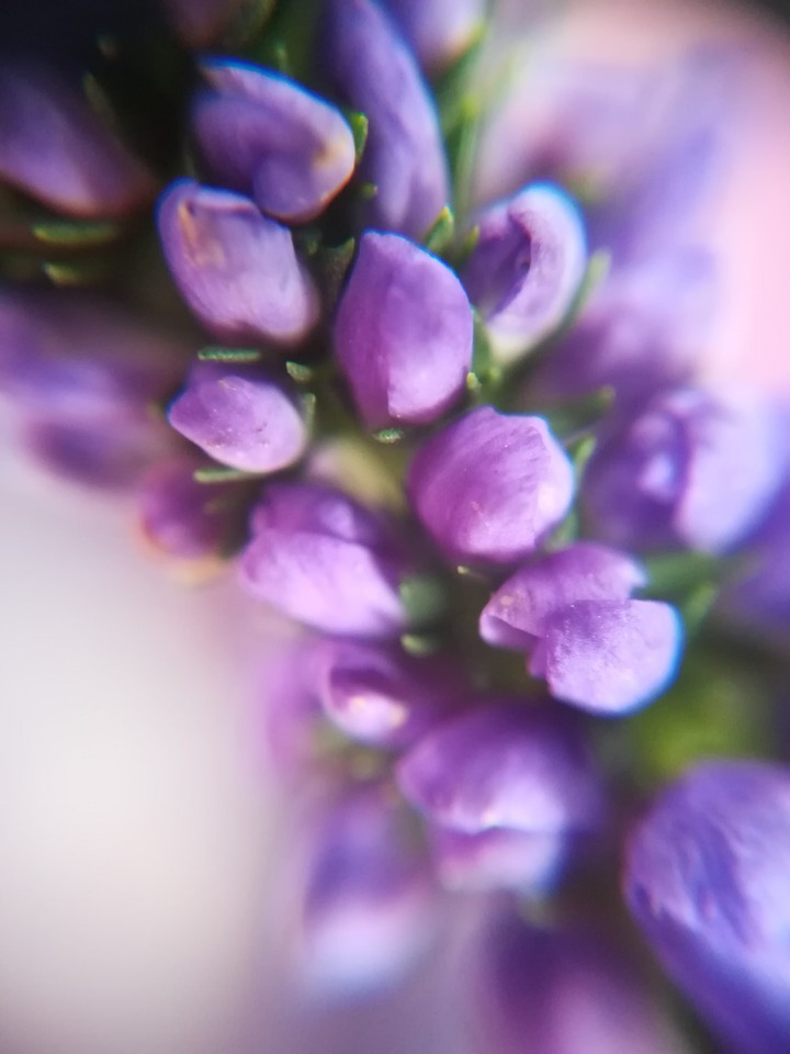 Little purple flower 