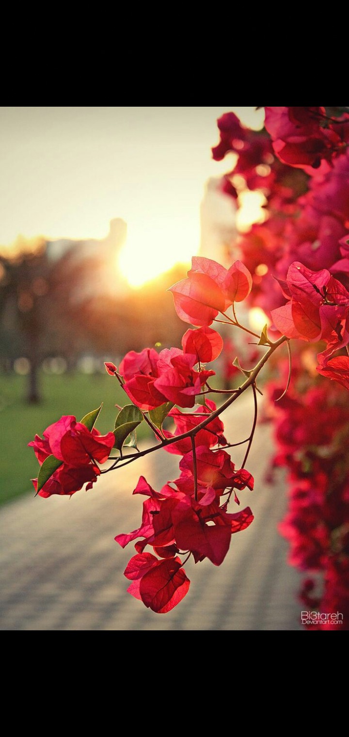 flower