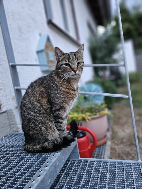 felinae, grey wallpapers