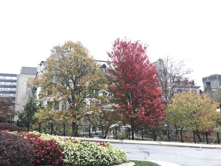 autumn leaves