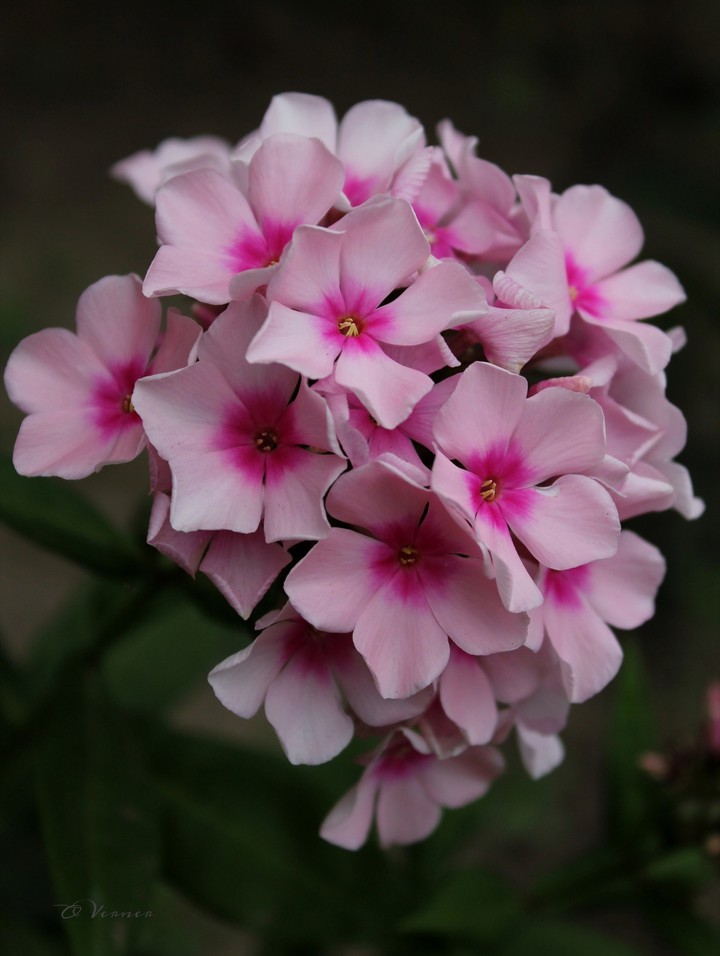 O.V. ❇️❤️❇️ from my garden