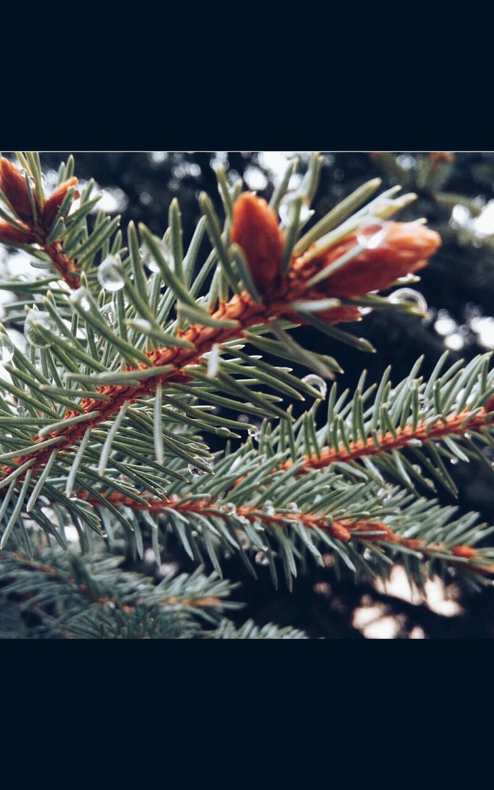 tree green