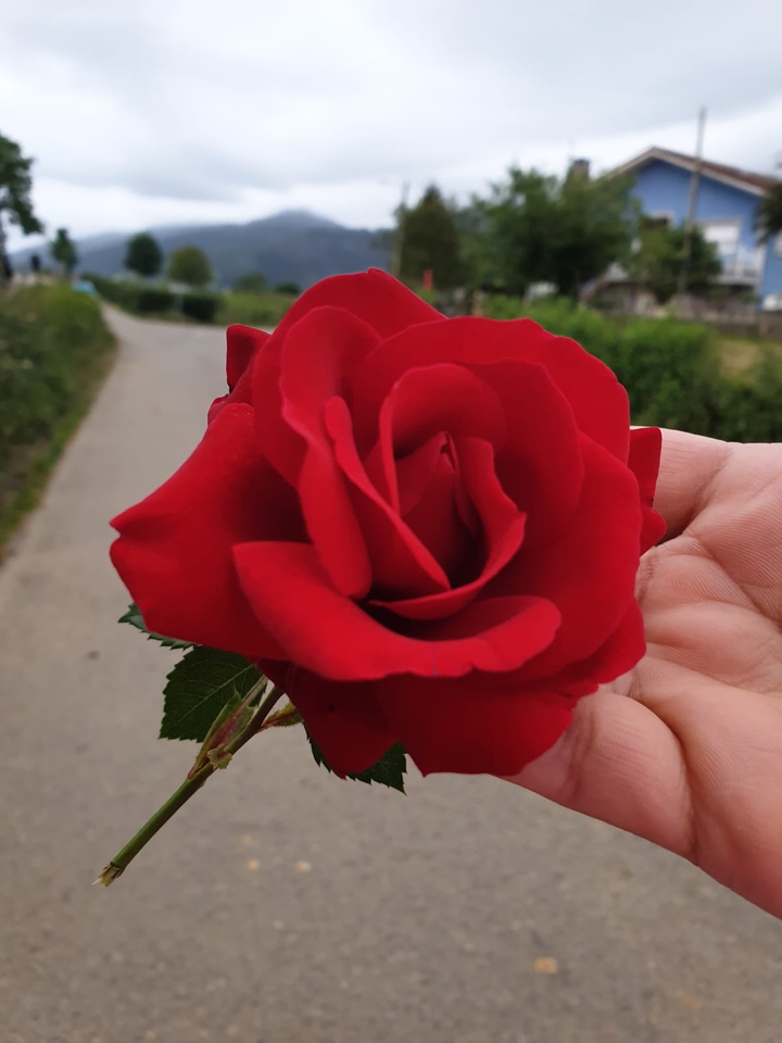 Beautiful red flowers