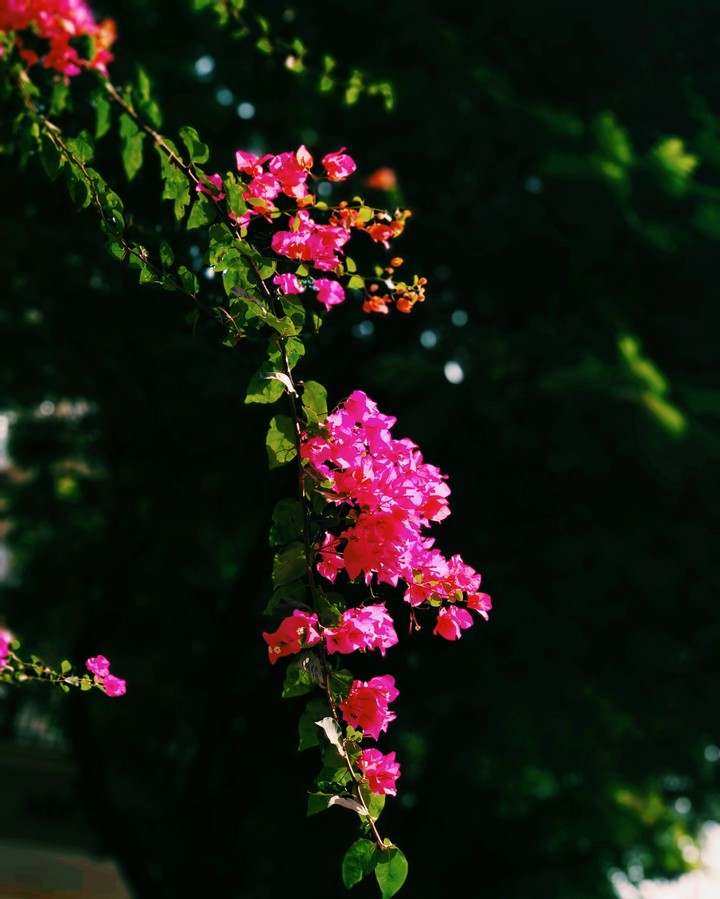 spot the nature