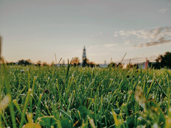 grass