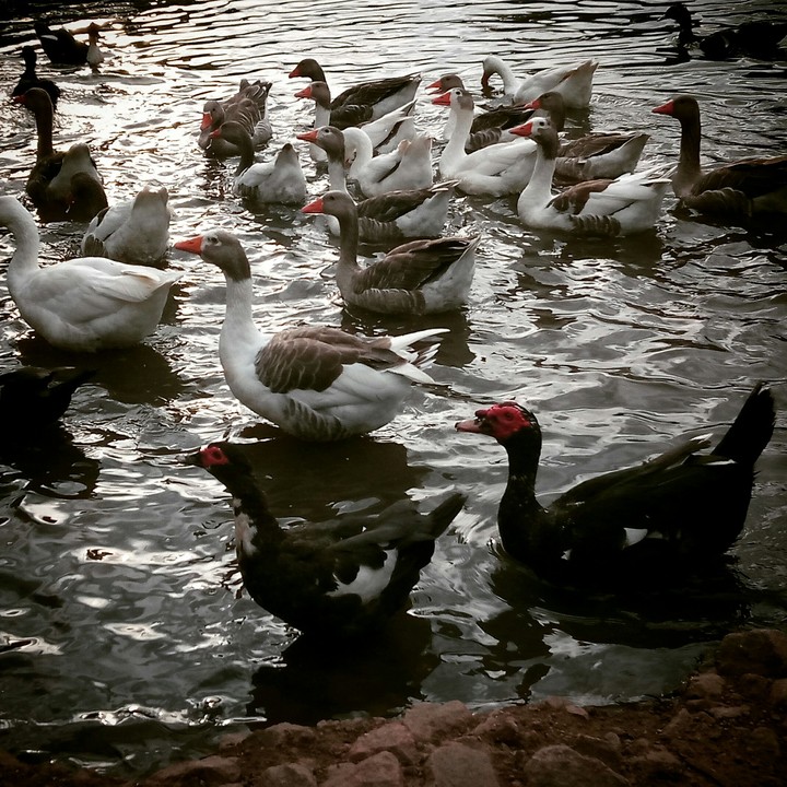 Ducks in the park.