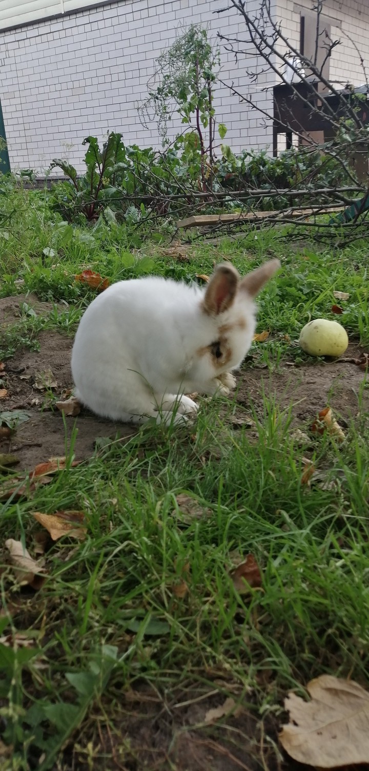 ???my bunny