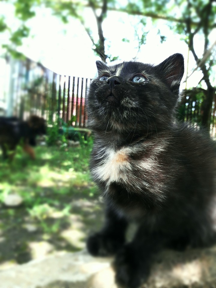 babycat
