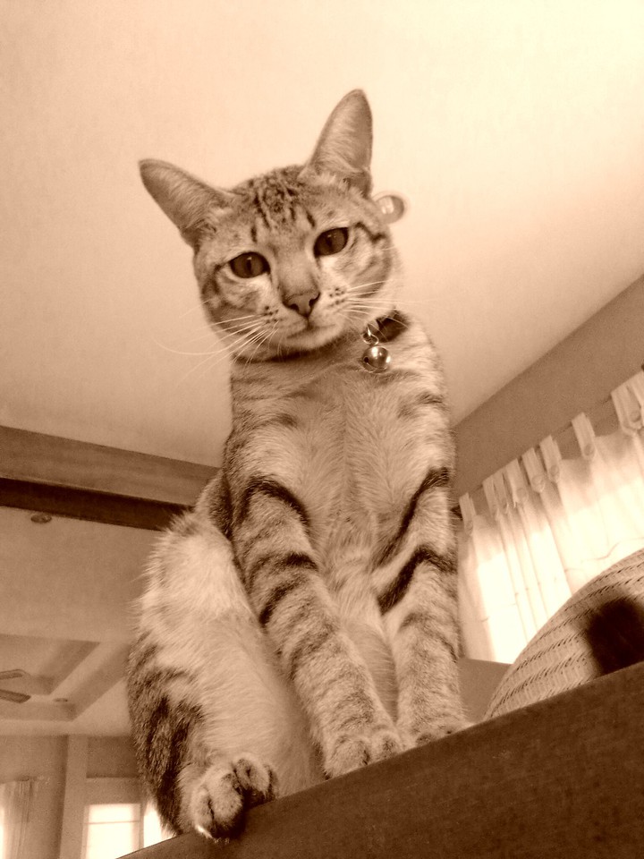 Little cat