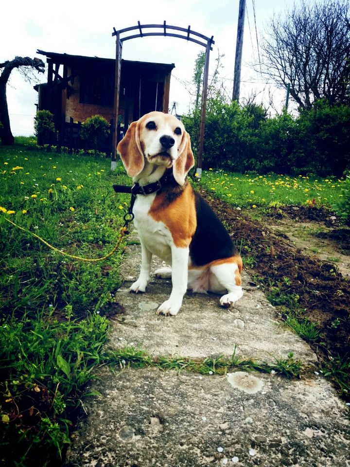 My dog 