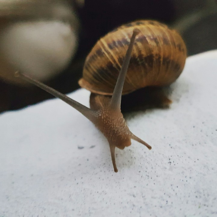 Nature animal Littlefriend worm